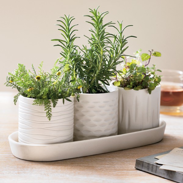 aromatherapy plant growing kit