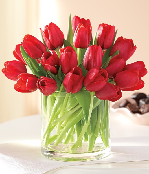 Short and Sweet Red Tulips